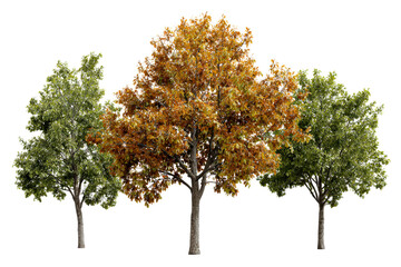 Three trees with changing leaf colors isolated on white background