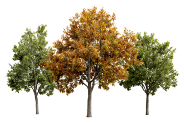 Three trees with changing leaf colors isolated on white background