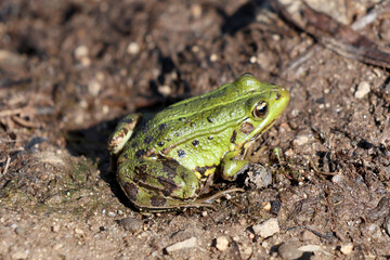 Une jolie petite grenouille, 