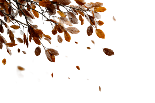 Autumn leaves falling from branches with clarity