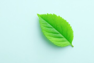 Green leaf showcasing vibrant hues against smooth light blue bac