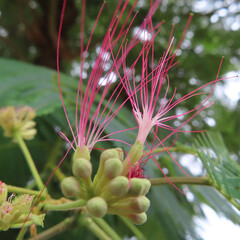 日本で夏にネムノキがピンク色の花を咲かせています