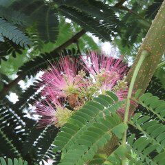 日本で夏にネムノキがピンク色の花を咲かせています