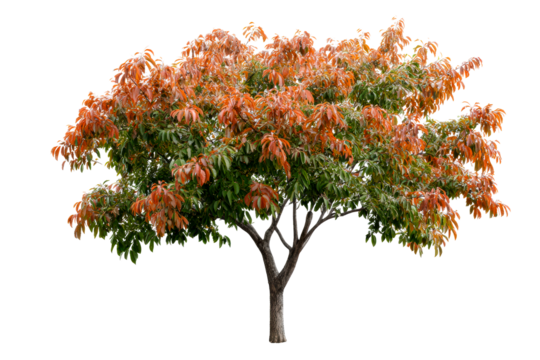Vibrant tree with red and green leaves in autumn