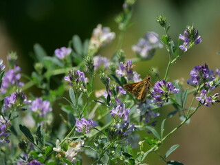 A comma skipper butterfly (Hesperia comma). Photographed in Tremosine.