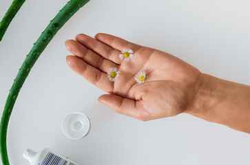 Top view of female palm with chamomile flowers, cream, aloe leaves on gray. Moisturizes hand skin.