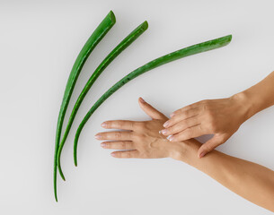 Moisturizing hands with aloe vera. Female hands applying organic cream, aloe vera leaves on gray.