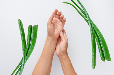 Female hands next to aloe vera stems on white. Organic skin care products. Aloe vera spa treatments.