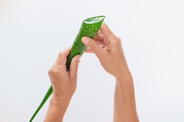Green aloe vera with shiny cut in female hands on light surface. Antioxidants, anti-aging concept.