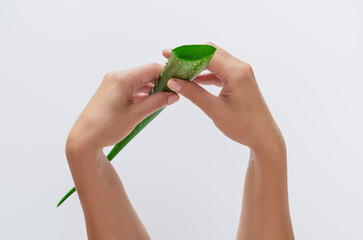 Green aloe vera with shiny cut in female hands on light surface. Antioxidants, anti-aging concept.