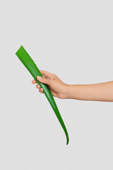 Female hand with green aloe vera on gray, isolated. Benefit cosmetics with aloe, anti-aging concept