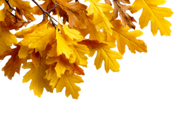 Bright yellow autumn leaves on a branch
