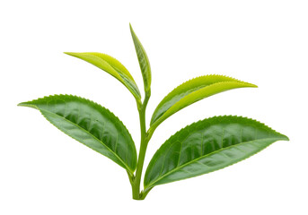 Close-up of a Fresh Green Tea Leaf with Young Buds on Black Background