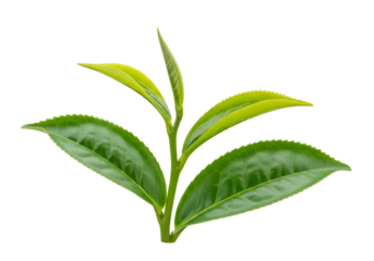 Close-up of a Fresh Green Tea Leaf with Young Buds on Black Background