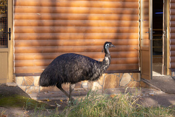 Large ostrich is walking in front of a wooden building. The bird is walking on a dirt path and he is in a natural setting