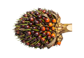 Close-up of a fresh oil palm fruit bunch isolated on black background showcasing vibrant colors