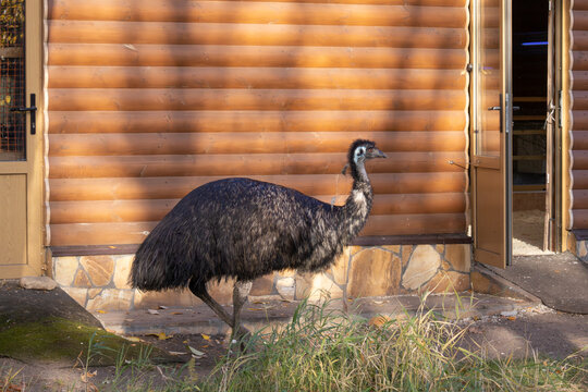 Large ostrich is walking in front of a wooden building. The bird is walking on a dirt path and he is in a natural setting - Powered by Adobe