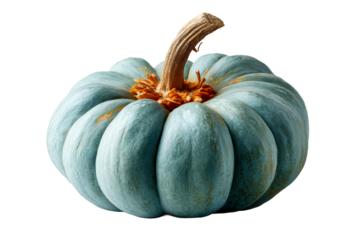 Unique blue pumpkin with textured skin and stem