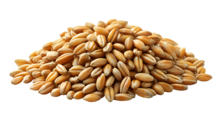 Golden wheat grains piled high, a natural bounty representing harvest, healthy food, and agricultural abundance for your projects