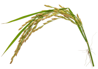 Close-up of a healthy rice plant with mature grains against black background