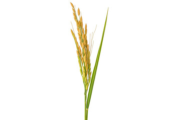Fototapeta premium close-up of a mature wheat ear with green leaves and golden grains isolated on black background