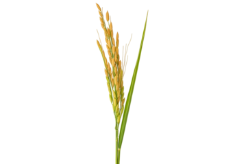 close-up of a mature wheat ear with green leaves and golden grains isolated on black background