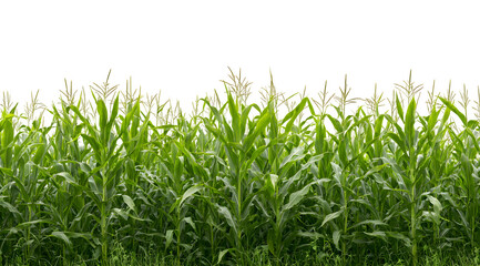 Obraz premium Vibrant green cornfield ready for harvest, showcasing lush stalks and tassels in natural daylight, perfect for agriculture themes.