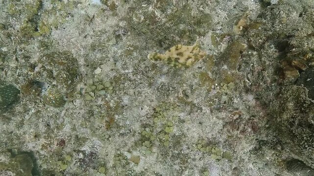 A filefish &ndash; Monacanthidae &ndash; is seen from above as it feeds on the seabed, searching for algae and small invertebrates. Filmed in El Nido, Philippines.