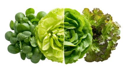 Vibrant selection of fresh, crisp lettuce varieties showcasing healthy eating and natural goodness for culinary inspiration.
