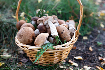 Basket with edible white mushrooms. Boletus edulis. Collect porcini in forest