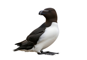 Fototapeta premium Close-up of a Razorbill Bird with Distinctive Beak and Black-White Plumage on a Black Background