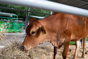 Two brown cows eating hay in a farm enclosure.