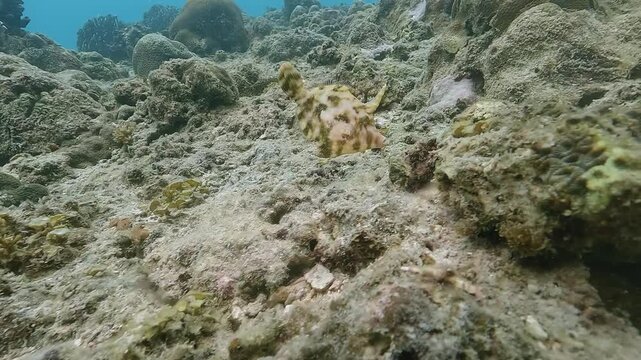 A filefish -Monacanthidae- also called foolfish, leatherjacket, or shingles, swims along the seabed in follow view, showing its slender body and camouflage behavior.