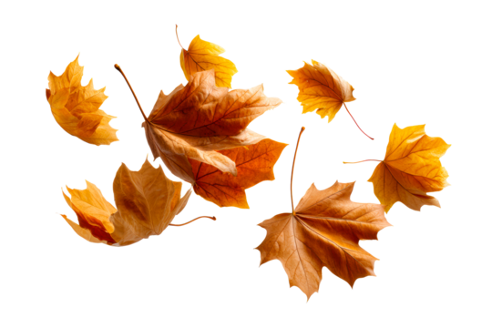 Colorful autumn leaves floating in the air