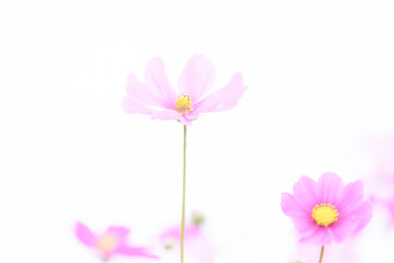 ハイキー調ソフトフォーカス白背景のピンク色のコスモスの花
