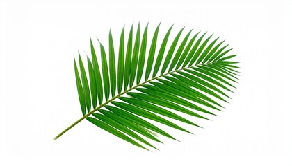 "Green tropical palm leaf, isolated on white background, botanical stock image"
