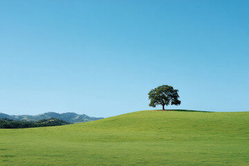 Obraz premium captivating summer landscapes across countries feature lush green hills with solitary tree