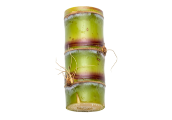 Close-up of a segmented bamboo stalk with green and purple hues isolated on black background