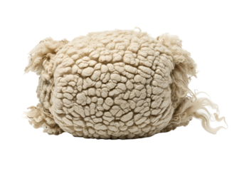 Close-up of a textured beige sponge-like organic object with intricate surface details against a