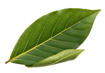 Obraz premium Close-up of a vibrant green leaf displaying detailed veins and texture on a black background