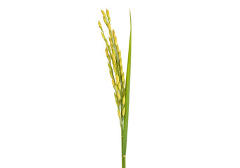 Naklejka premium Close-up of a vibrant green rice plant with mature grains on a black background