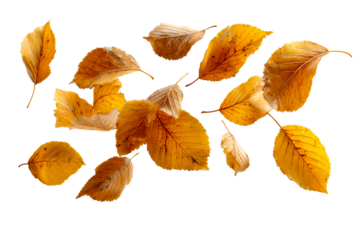 Falling autumn leaves floating in the air