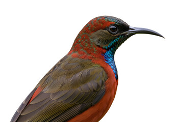Fototapeta premium Close-up of a Vibrantly Colored bird with striking feathers and detailed features