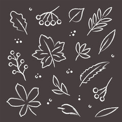 Autumn hand drawn white crayon elements set. Maple, chestnut, oak leaves and berries in doodle brush style on dark grey background. Trendy modern design elements.