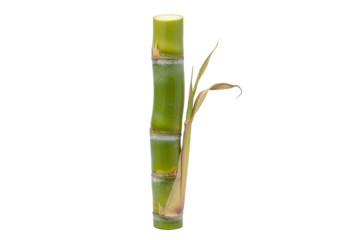 Close-up of fresh green bamboo stalk with a single leaf against black background showcasing