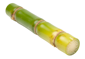 Close-up of fresh green bamboo stalk isolated on black background showcasing texture and natural