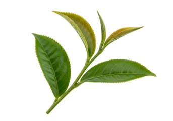 Close-up of Fresh Green Tea Leaves with New Growth on a Black Background
