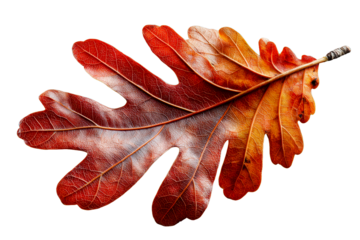 Colorful autumn oak leaf, transparent bg