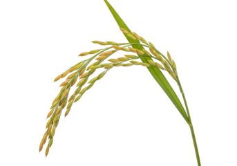 Close-up of mature rice plant with grains on dark background showing agricultural growth
