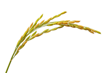 Close-up of ripe rice grains on a black background for agricultural and food industry use
